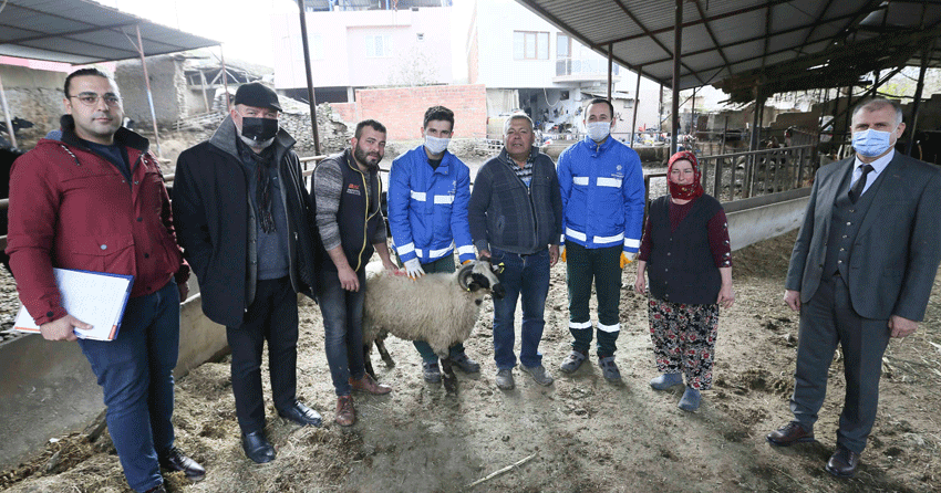 Büyükşehir Belediyesi'nin koyun hibe desteği ile sürüler büyüyor