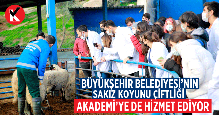 Büyükşehir Belediyesi’nin Sakız Koyunu Çiftliği Akademi’ye de hizmet ediyor