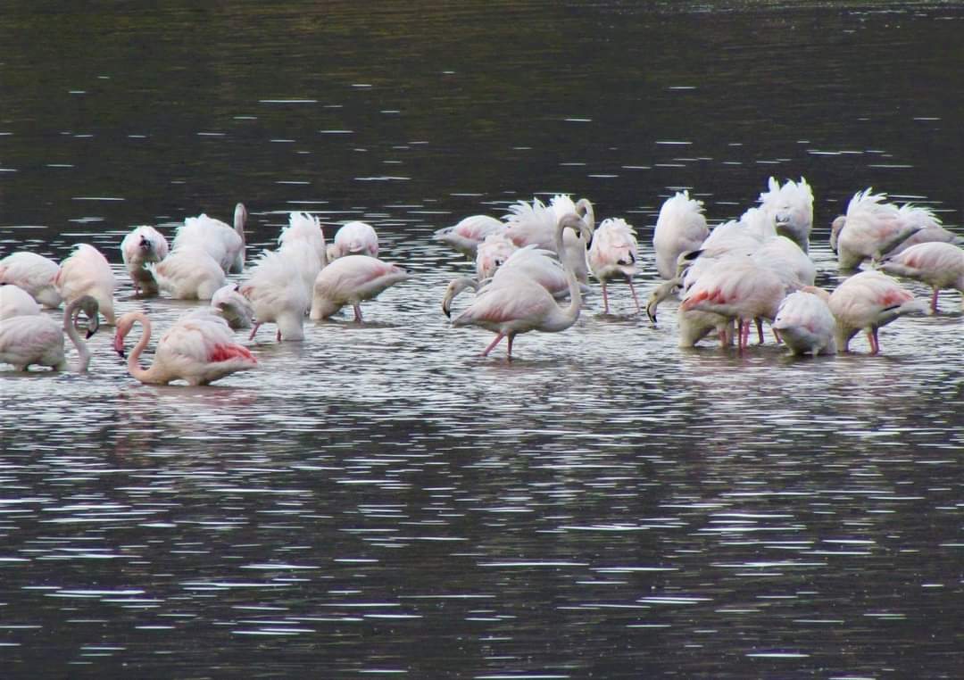 Aydın'da flamingolar tarlalara indi