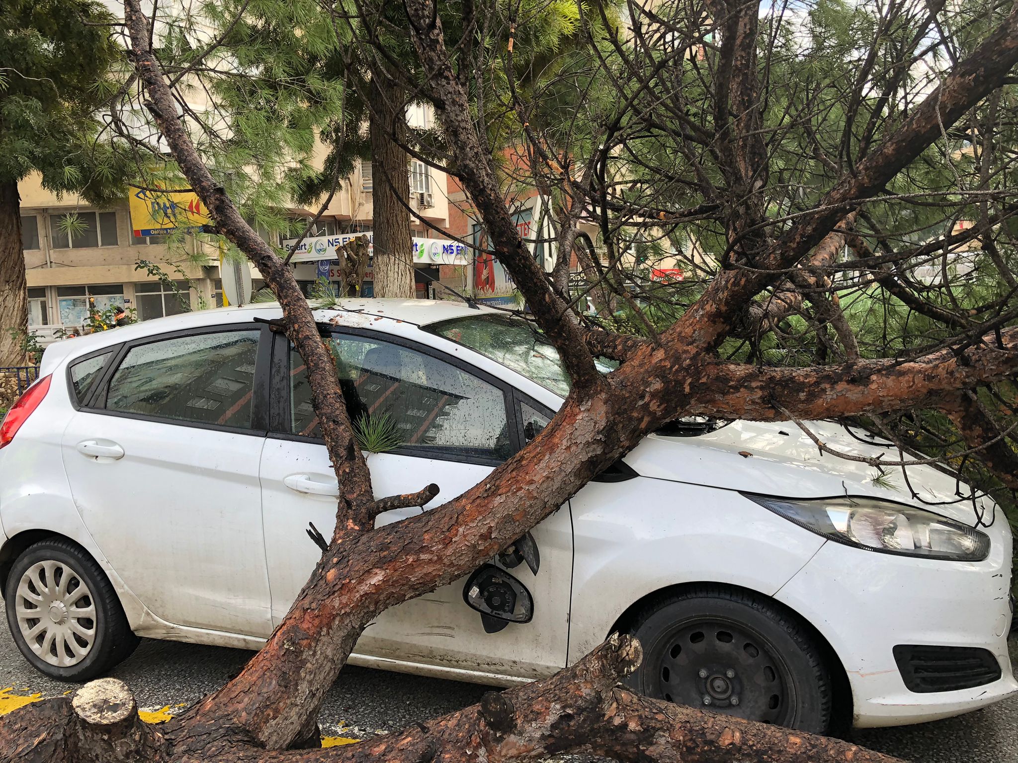 Aydın’da otomobil ve minibüsün üzerine  ağaç devrildi