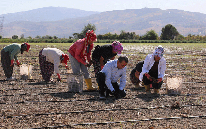 Başkan Yetişkin enginar fidelerini toprakla buluşturdu