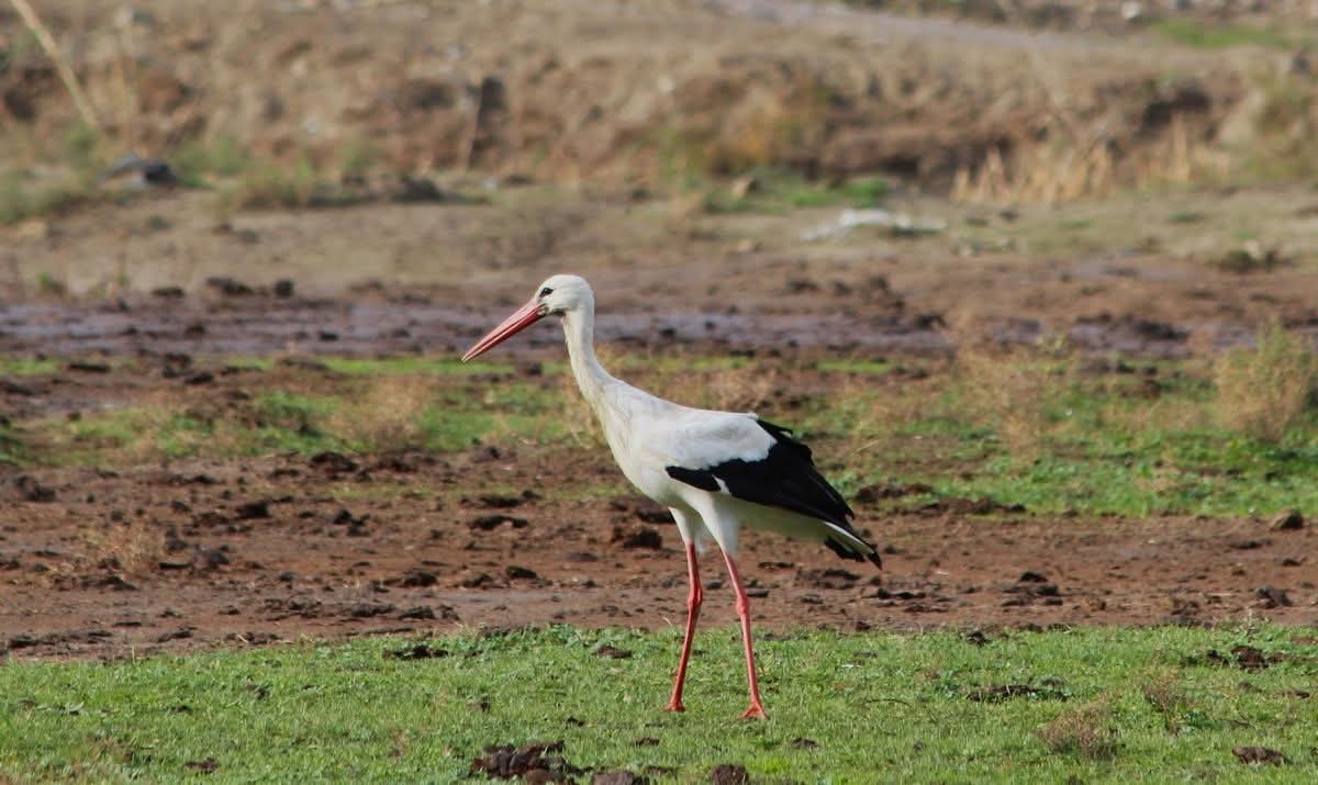 Whatsapp Image 2026 02 16 At 09.11.32 (1)