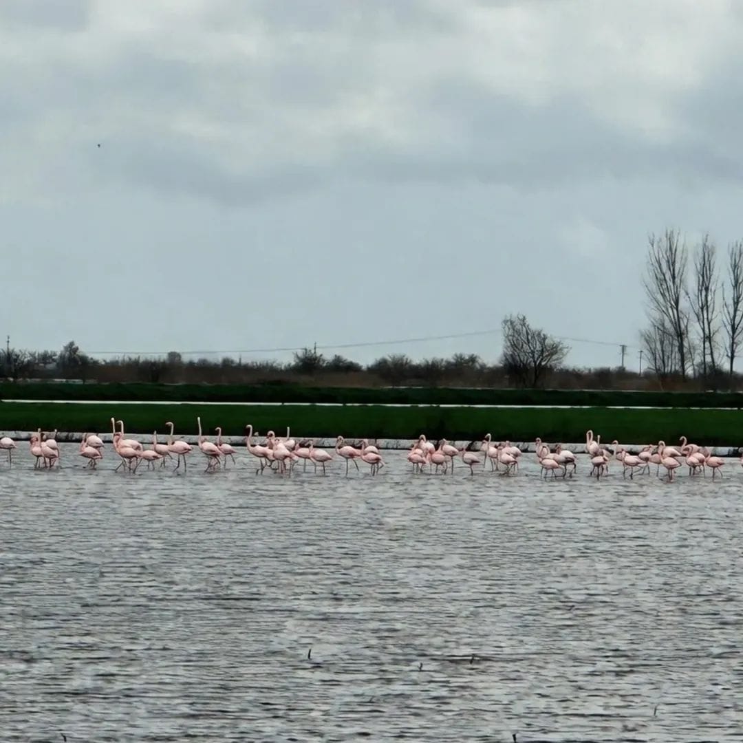 Whatsapp Image 2026 02 17 At 14.58.57 (1)