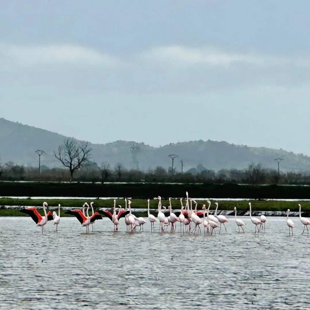 Whatsapp Image 2026 02 17 At 14.58.57 (4)