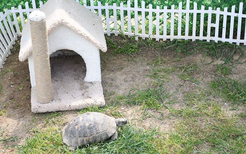 Kuşadası Belediyesi’nden yaralı kaplumbağalara şefkat eli