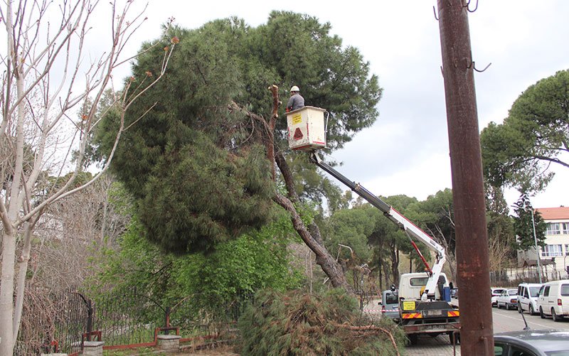 Yağışlara dayanamayan iki ağaç yan yattı