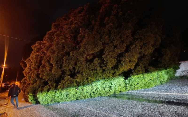 Koçarlı’da dev çam ağacı devrildi