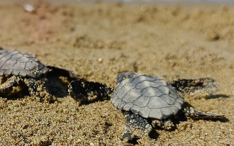 Kuşadası’nda sürpriz caretta caretta çıkışı