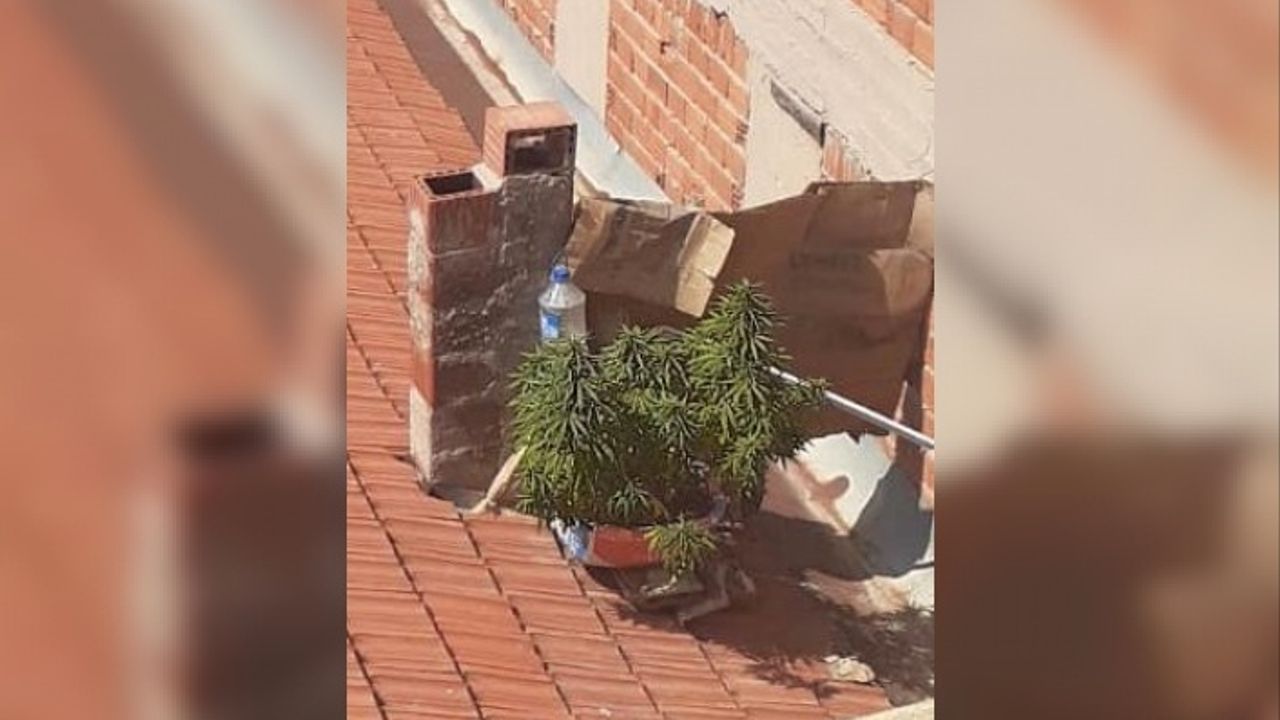 Evin çatısındaki Hint keneviri drone ile tespit edildi