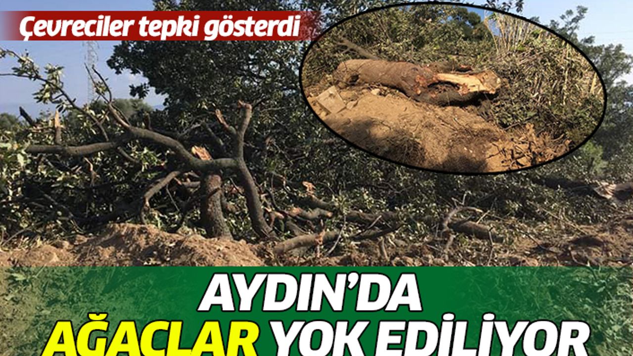 Aydın'da ağaçlar yok ediliyor