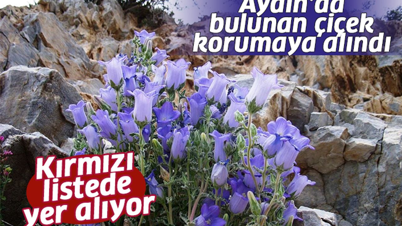 Aydın’da bulunan çiçek korumaya alındı