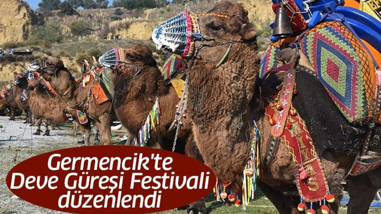 Germencik'te Deve Güreşi Festivali düzenlendi