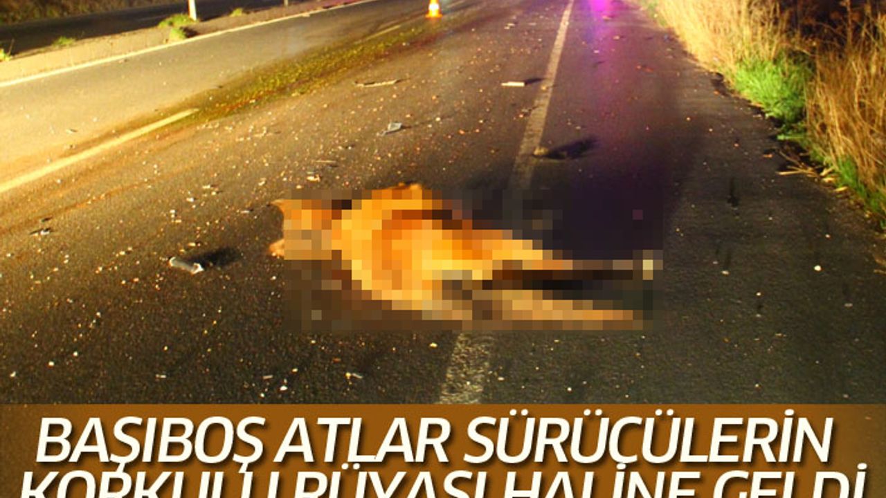 Başıboş atlar, sürücülerin korkulu rüyası haline geldi