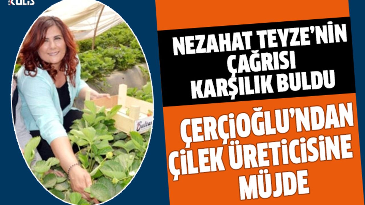 Çerçioğlu'ndan çilek üreticisine müjde