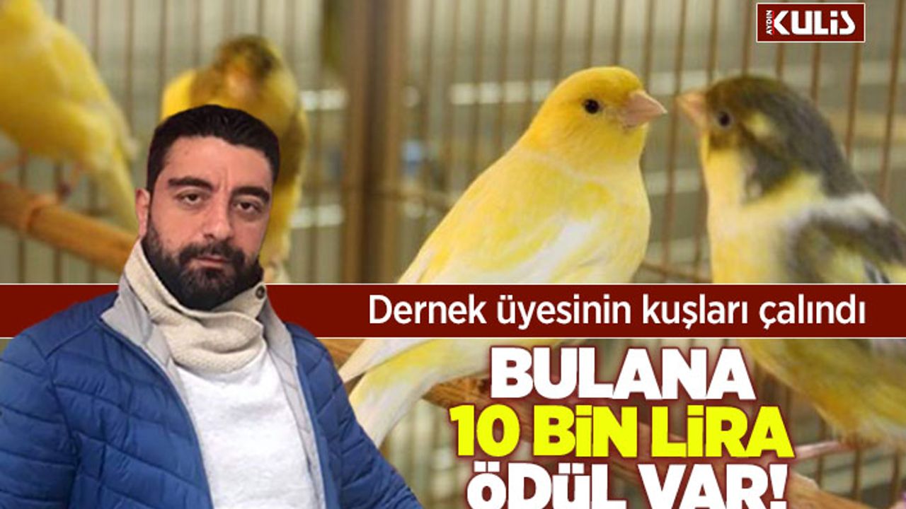Kuşlarını bulana 10 bin lira ödül verecek