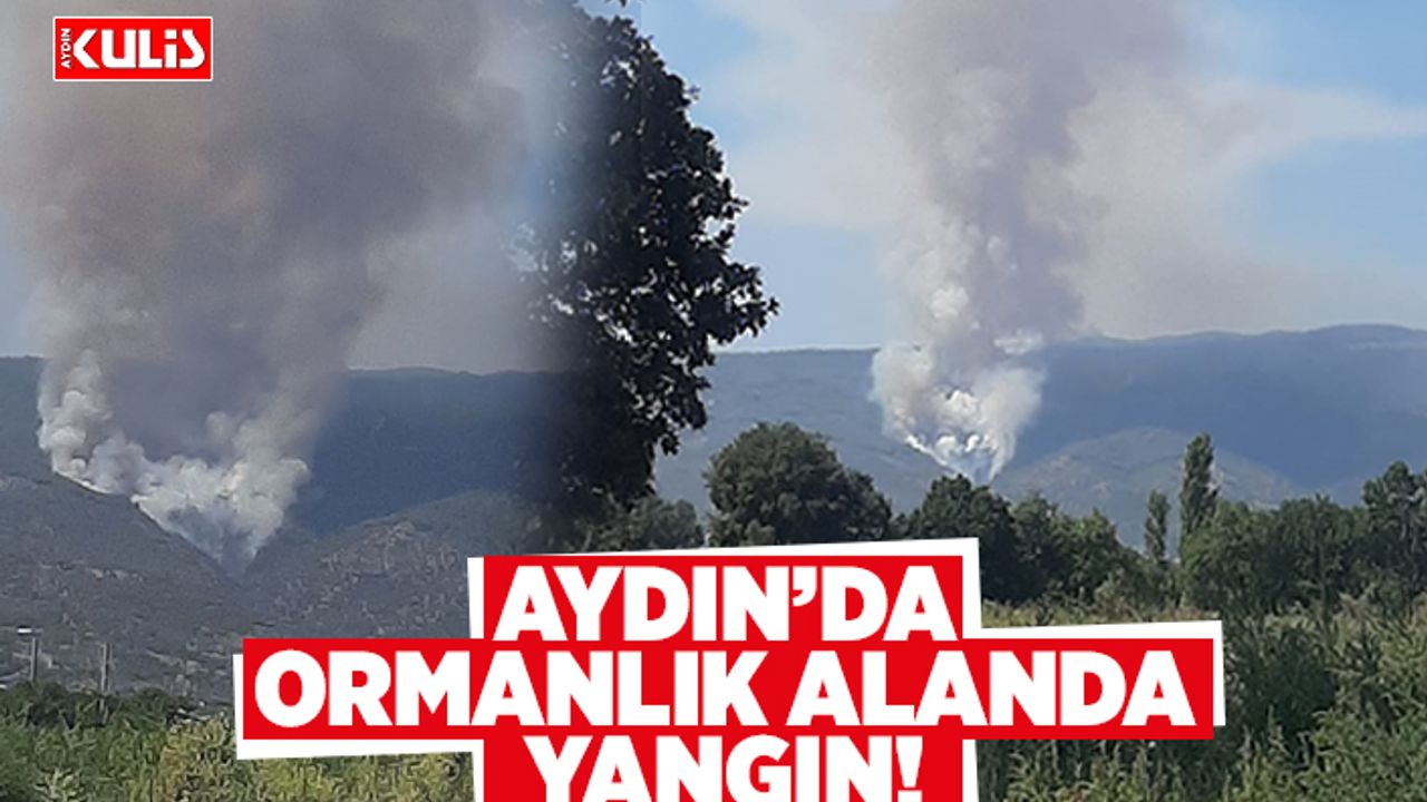 Aydın'da ormanlık alanda yangın!