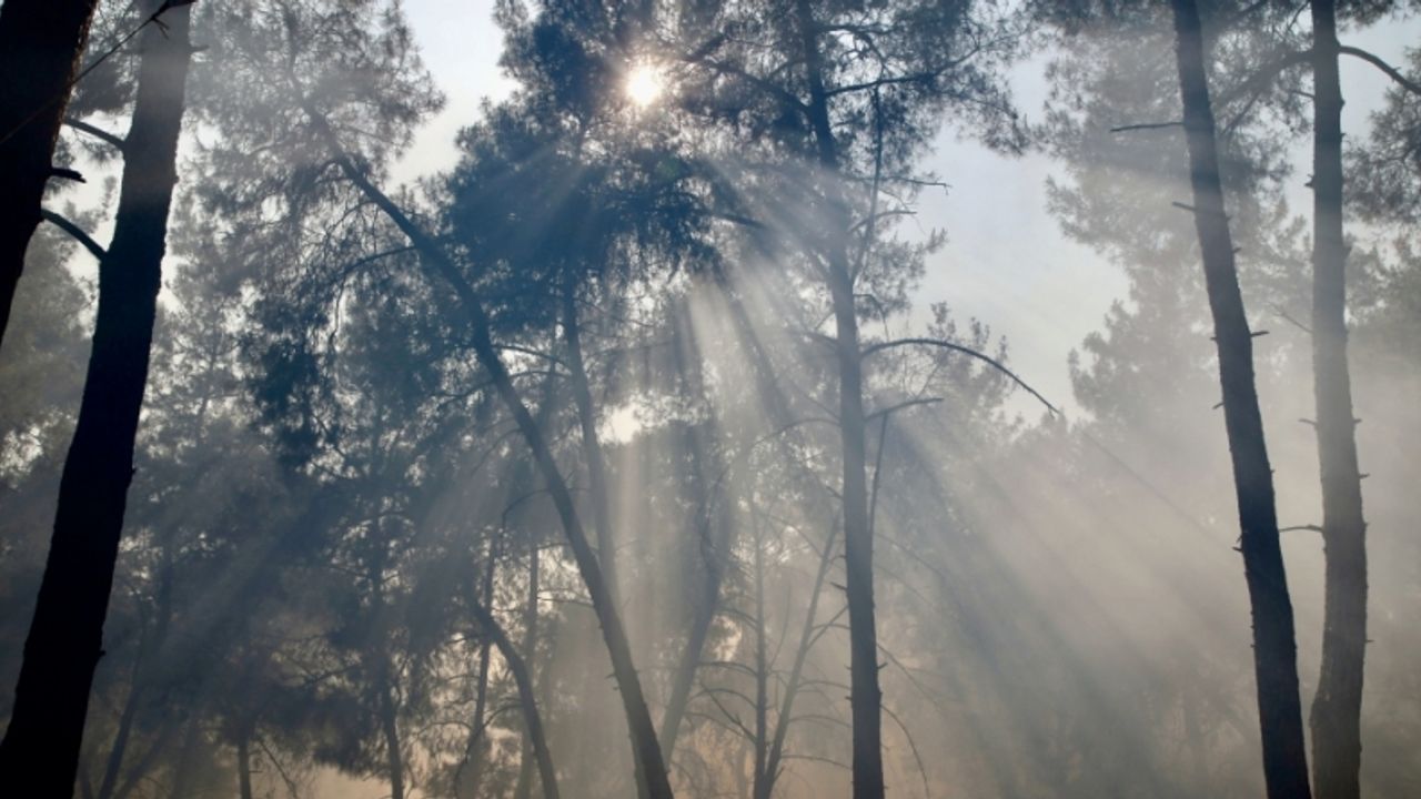 Aydın’da çam ağaçlarının bulunduğu 10 dönümlük alan yangında zarar gördü