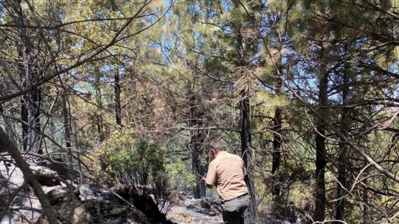 Denizli'deki orman yangınında 5 dönüm alan zarar gördü