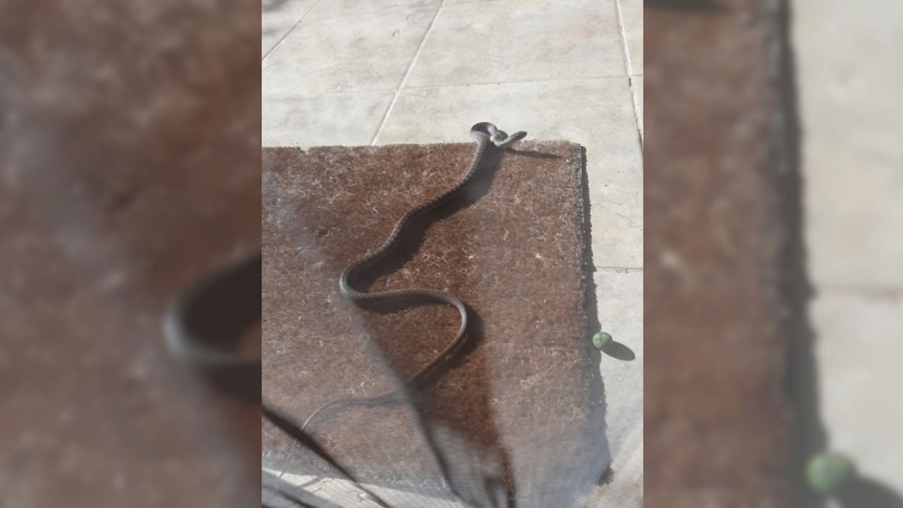 Muğla'da evin bahçesine giren yılan yakalanıp doğaya bırakıldı