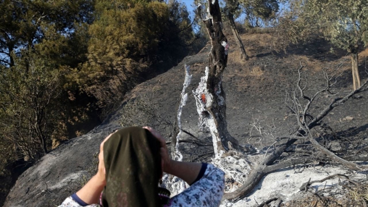 GÜNCELLEME - Aydın'da zeytinlik ve ormanlık alanda çıkan yangına müdahale ediliyor