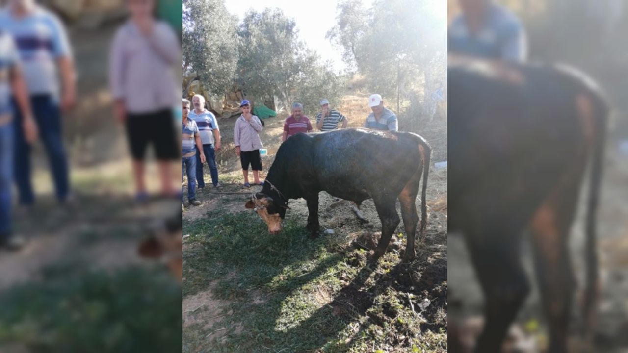 Muğla'da kuyuya düşen inek itfaiye ekiplerince kurtarıldı