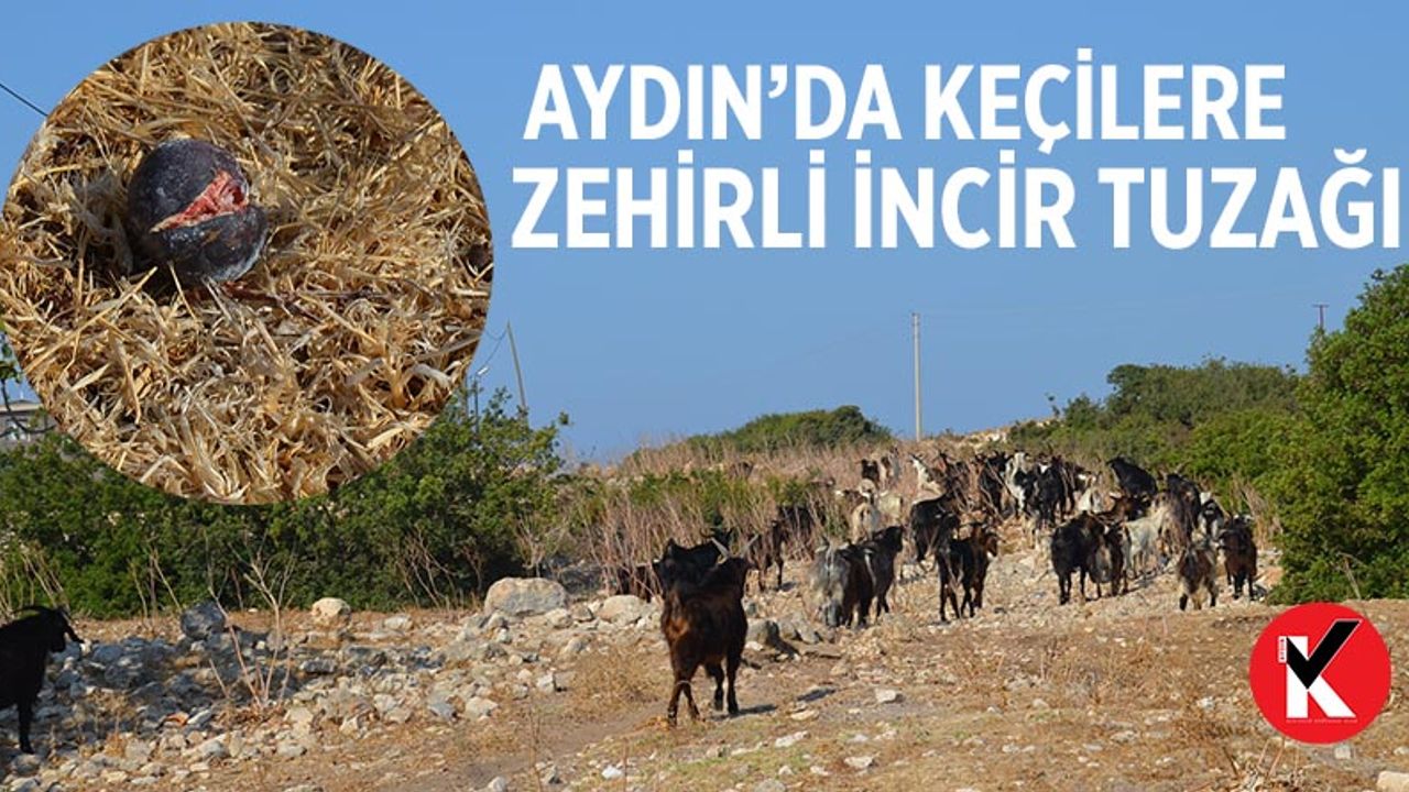 Aydın'da keçilere zehirli incir tuzağı