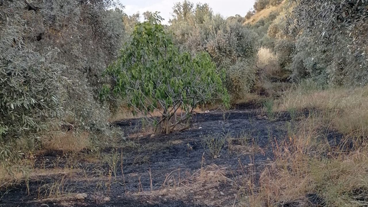 Aydın'da yangın: 6 dönüm alan zarar gördü