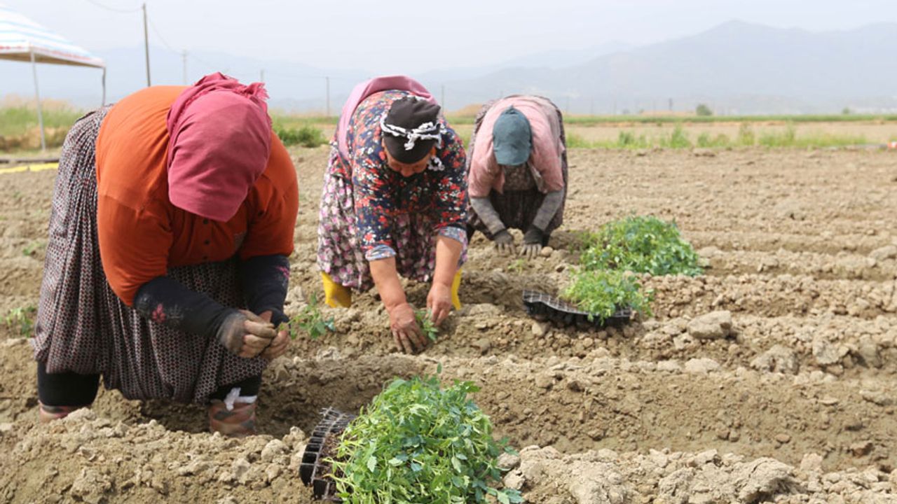 Efeler Belediyesi’nin tarım ürünleri çeşitleniyor