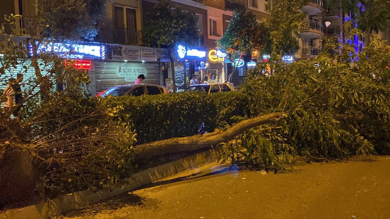 Aydın'da fırtına: Çok sayıda ağaç devrildi