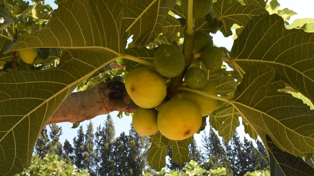 Aydın'da erkenci incir piyasaya çıktı