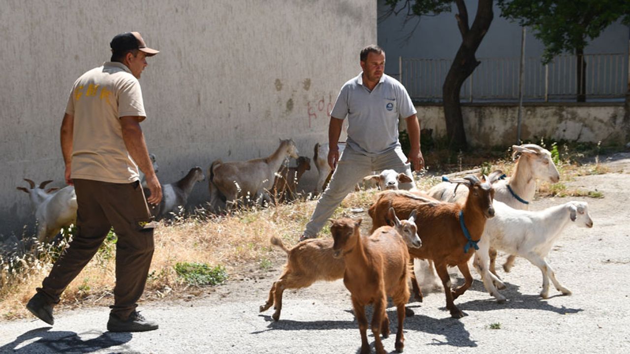 Söke’de başıboş keçilere büyük operasyon yapıldı