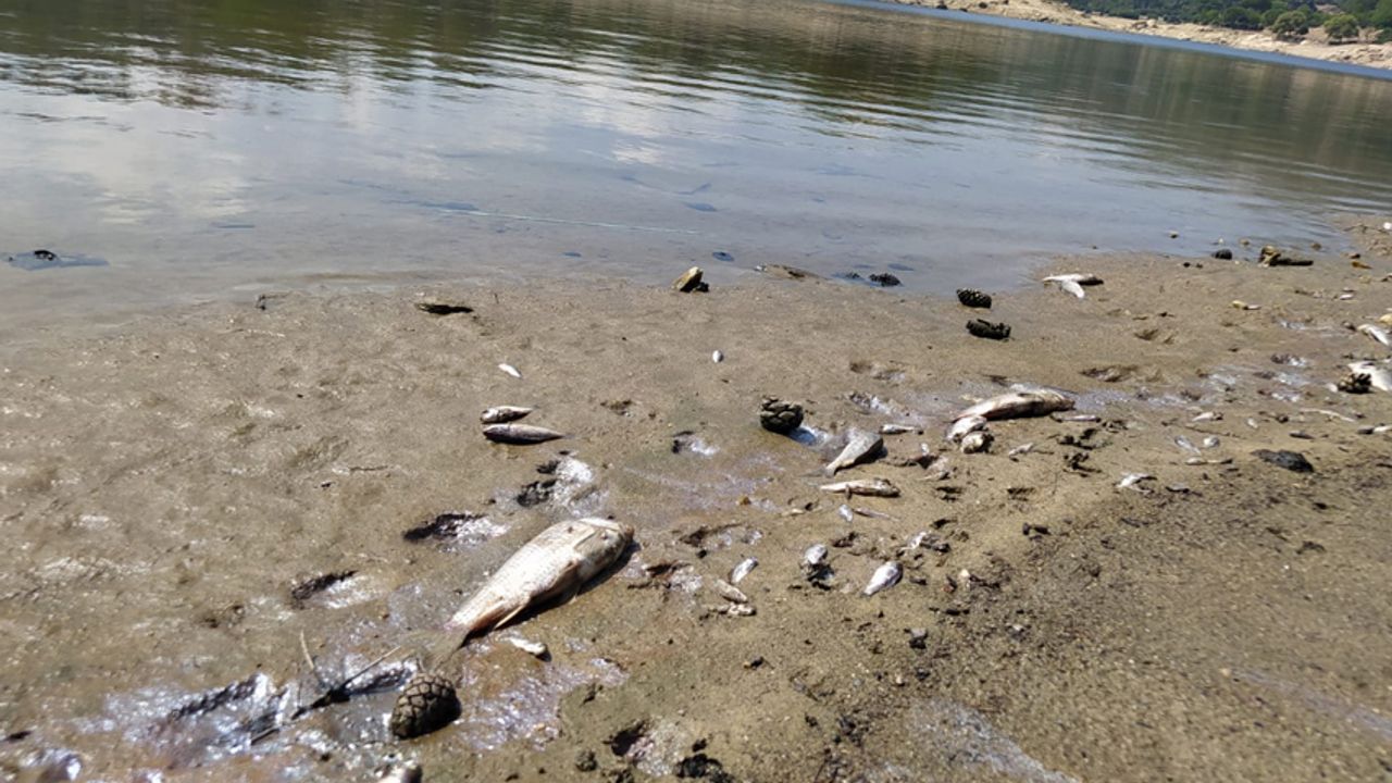 Çine'de toplu balık ölümleri endişeye neden oldu
