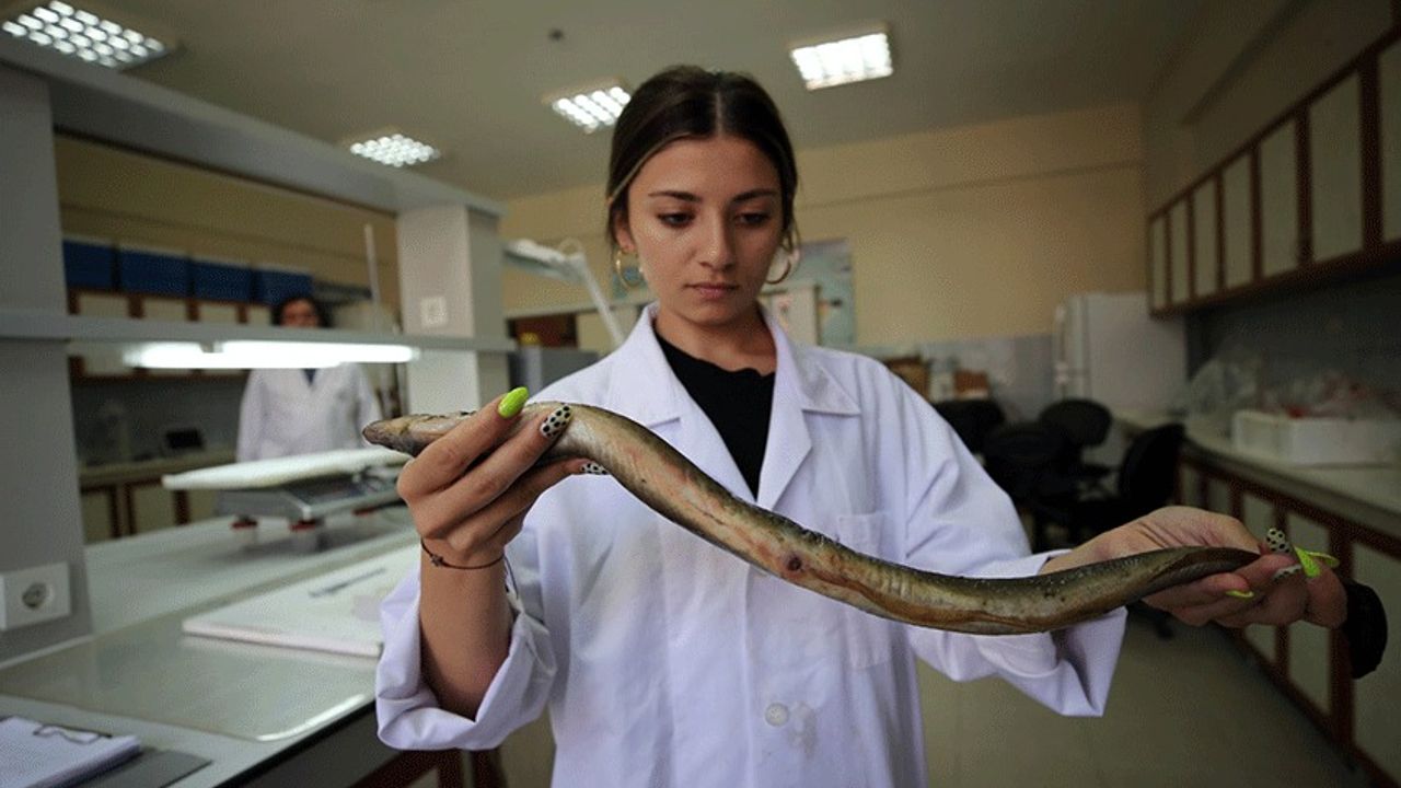 Aydın'da yetişen yılan balığı Asya'da sofraları süslüyor