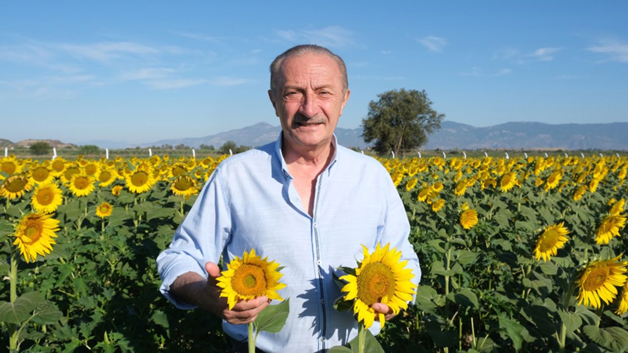 Didim Belediyesi'nin ektiği ayçiçekleri hasata hazır
