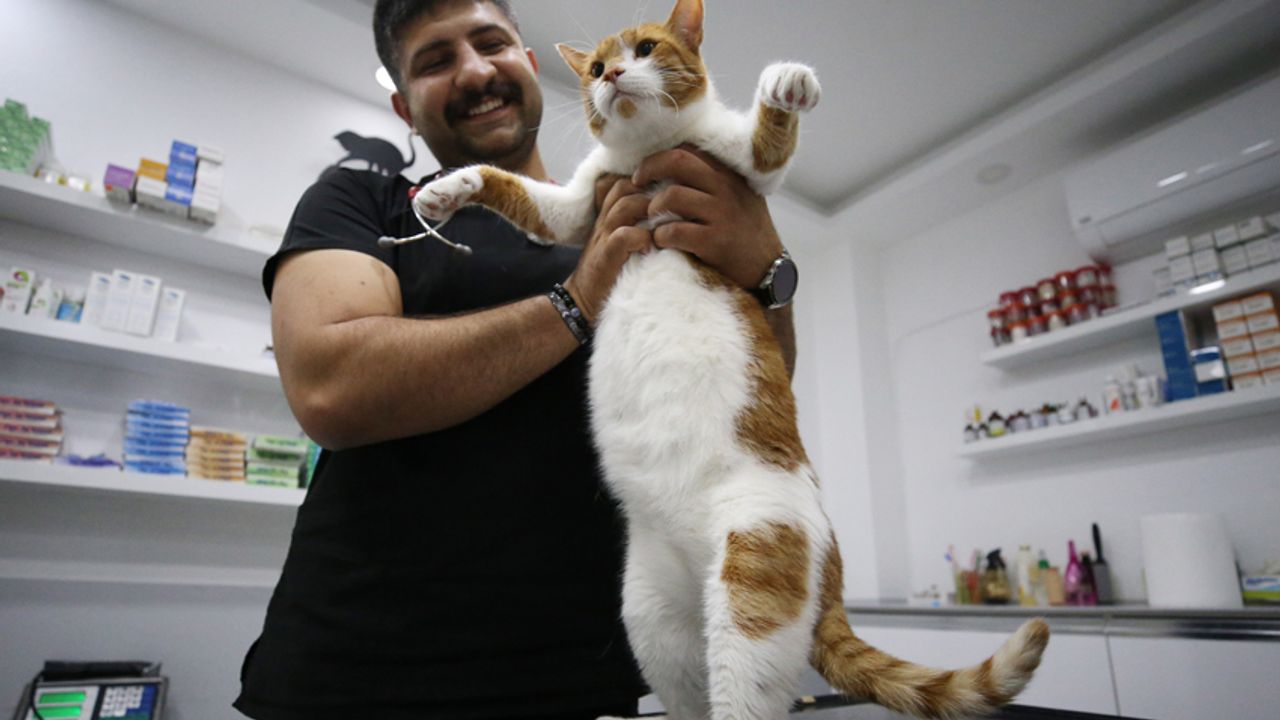 Obez kedi "mide botoksu" ile zayıfladı