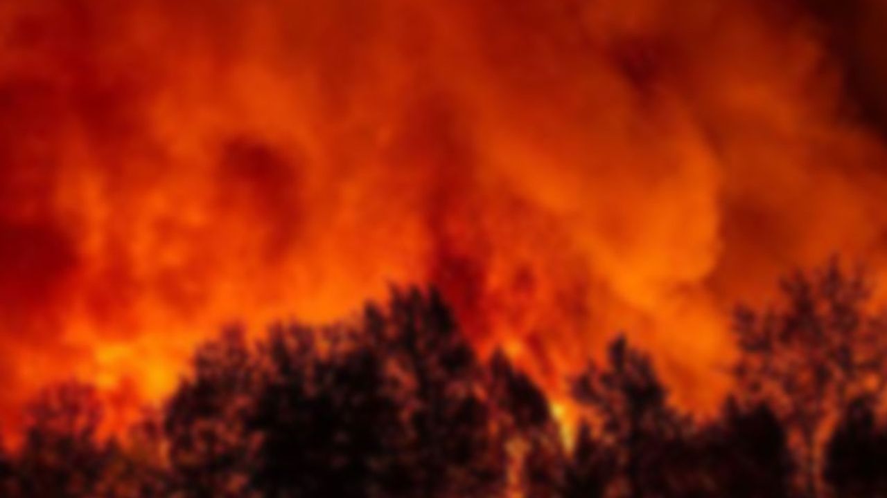 Çine'de orman yangını, ekipler seferber oldu