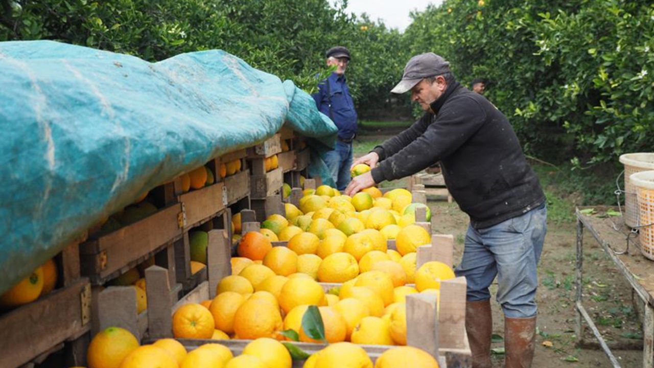 Nazilli'de portakal hasadına başlandı