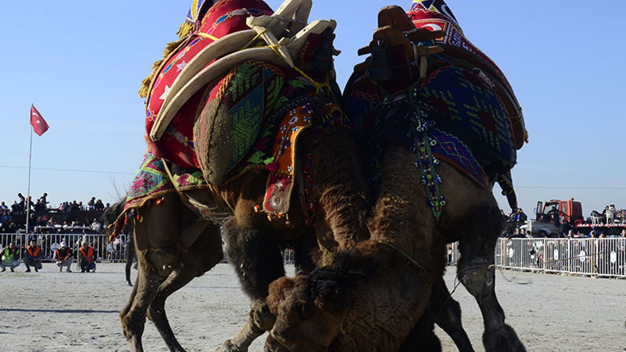 İncirliova'da deve güreşi festivali yapıldı