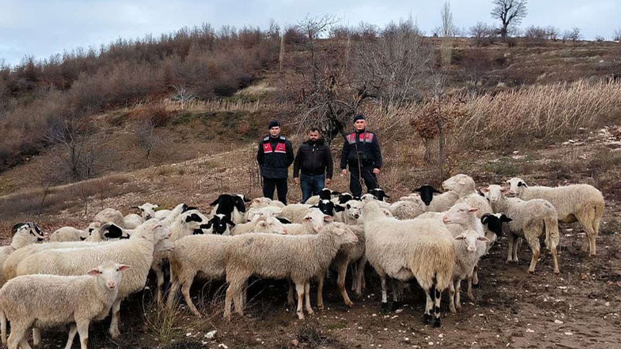 Kaybolan 50 koyun jandarma ekiplerince bulundu