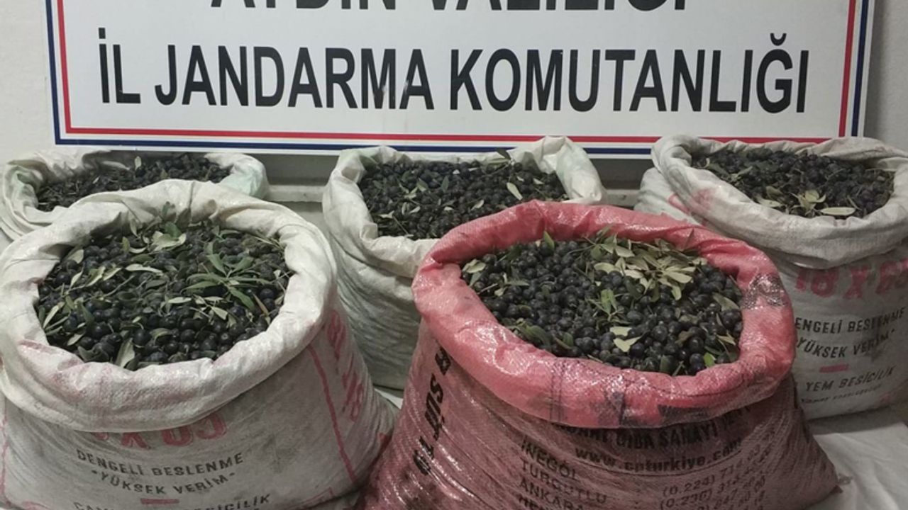 420 kilogram zeytin çalan hırsızlar yakalandı