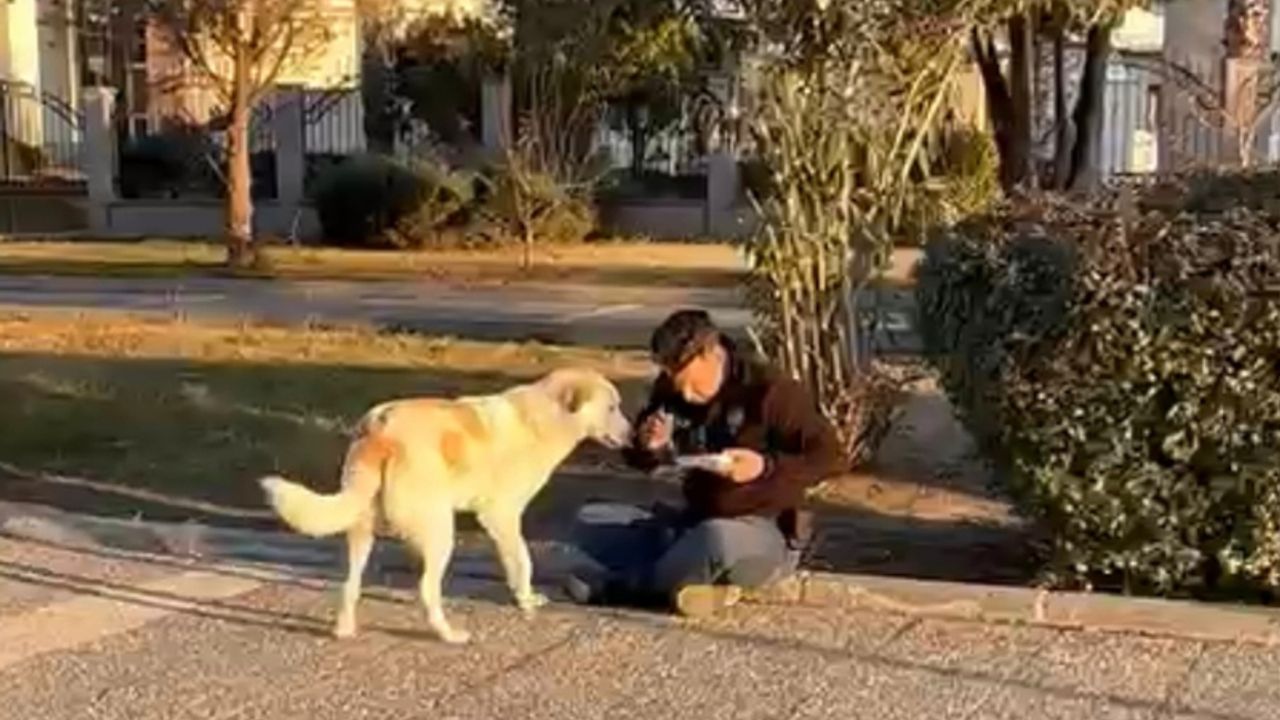 Aydınlı polis deprem bölgesinde kumanyasını sokak köpeğiyle paylaştı