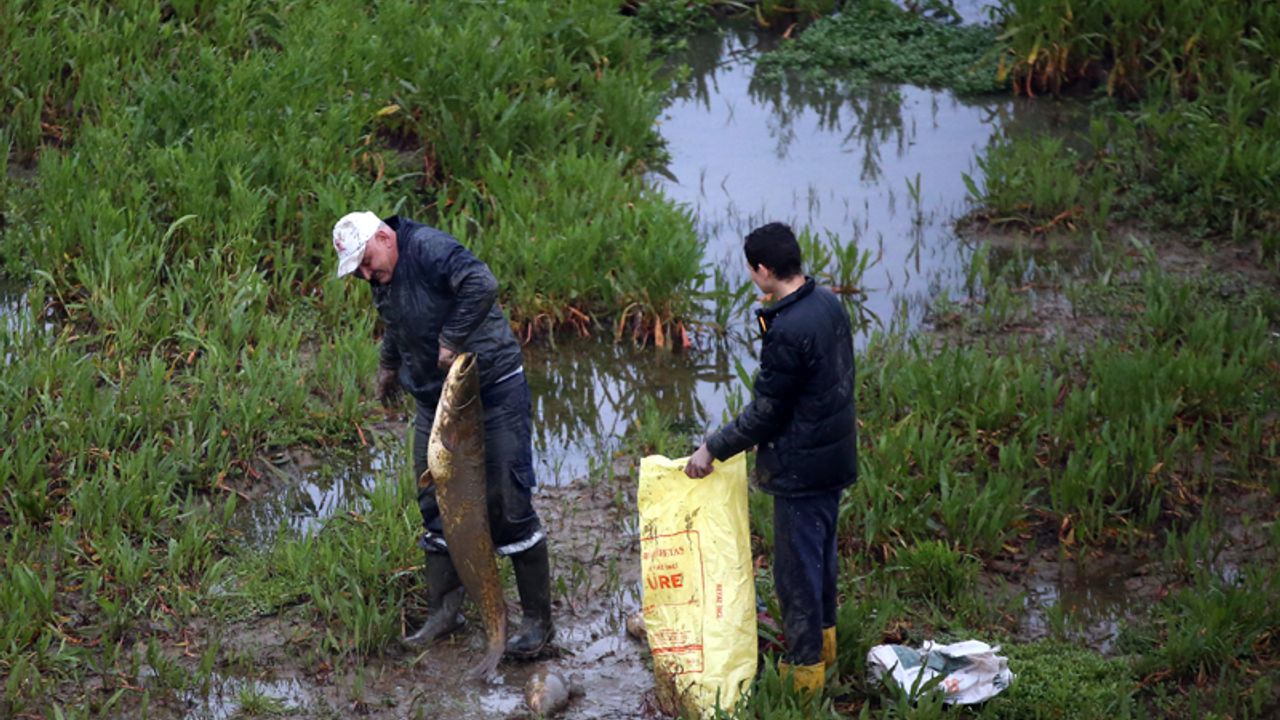 Çine Çayı'nda toplu balık ölümleriyle ilgili inceleme başlatıldı