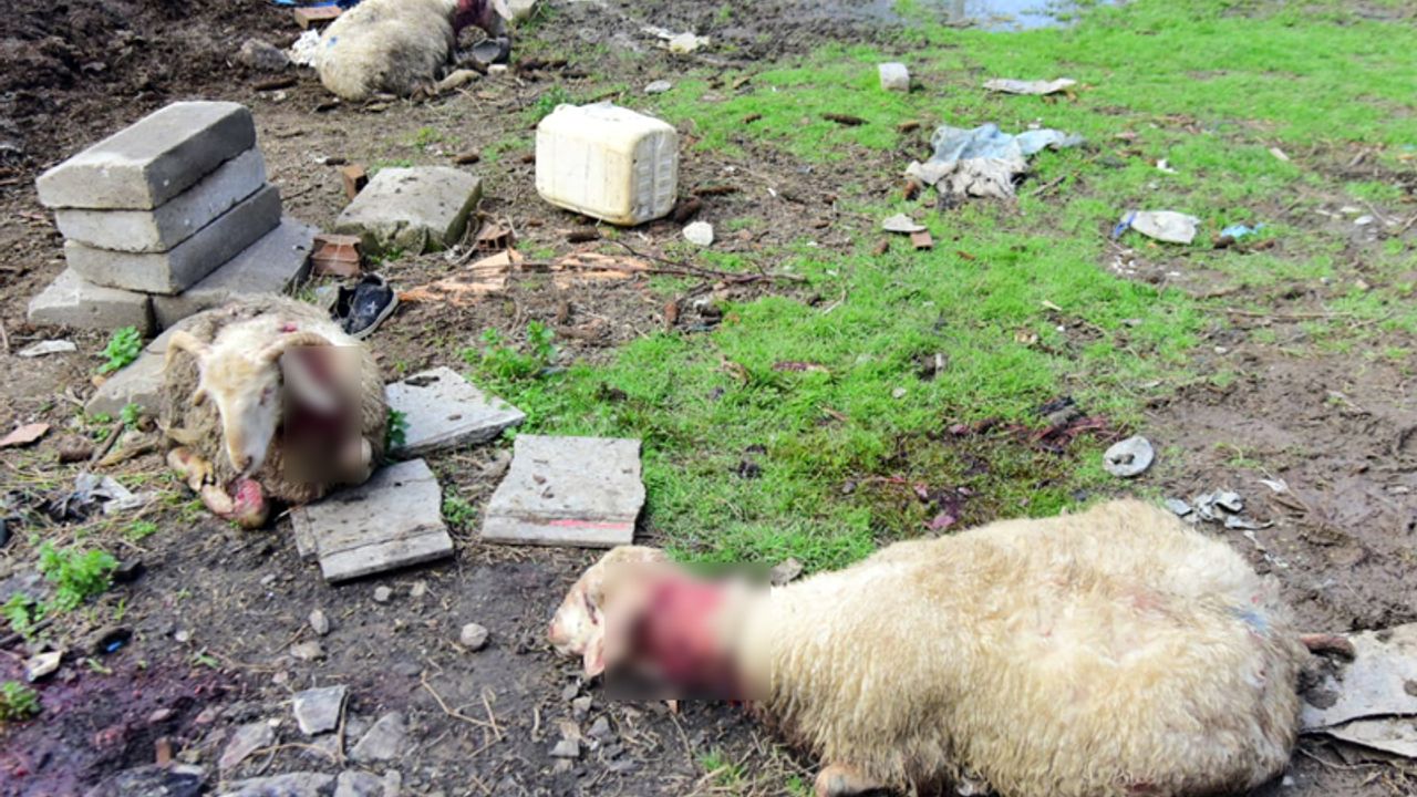 Aydın'da sahipsiz köpekler 20 koyunu telef etti