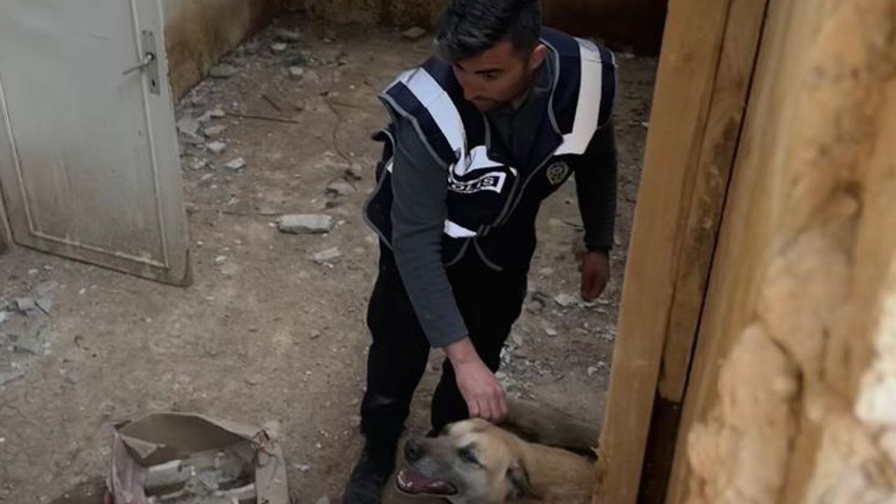 Yıkılan binanın altında kalan köpeği Aydın polisi kurtardı