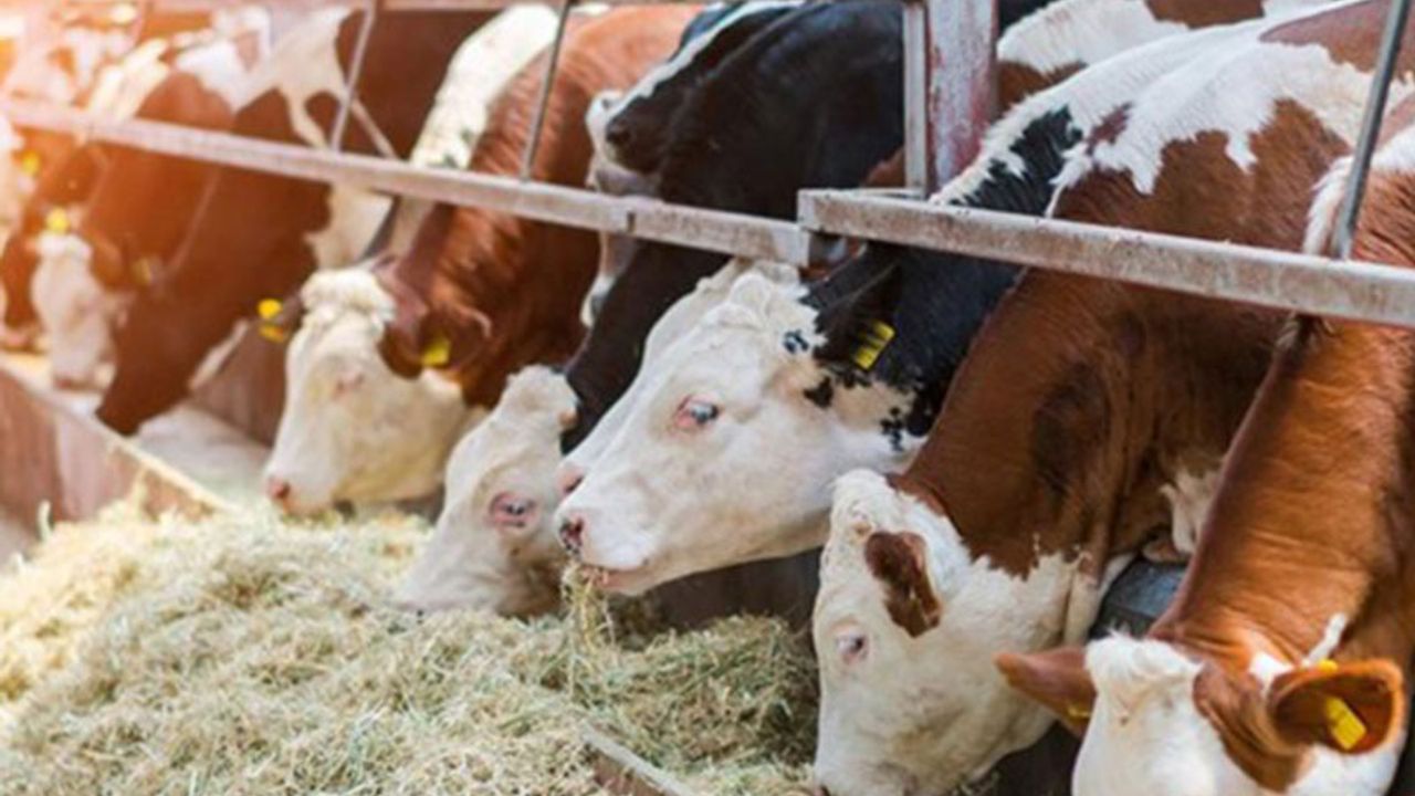Tarım Bakanlığında şap alarmı, hayvan pazarları kapandı