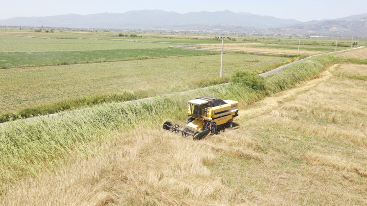 Efeler’den 18 futbol sahası büyüklüğünde buğday hasadı