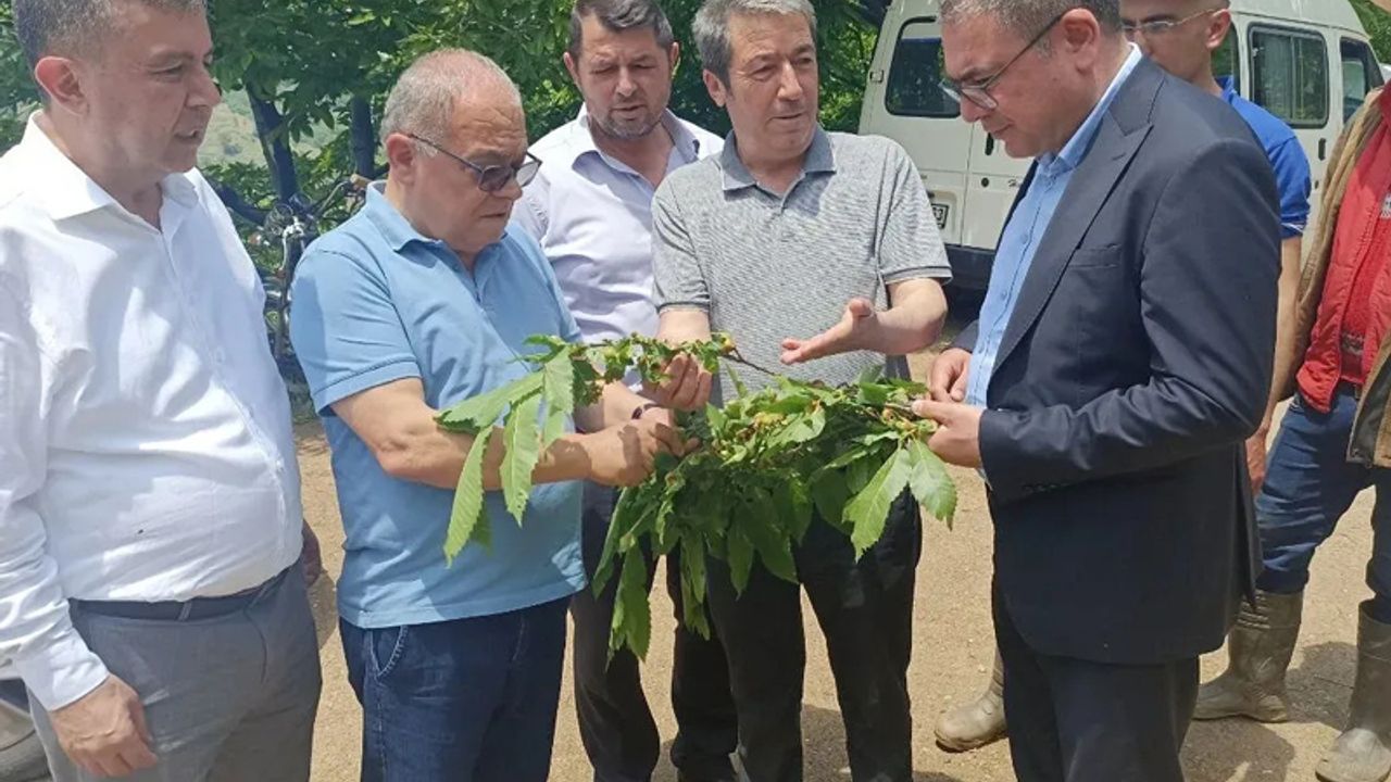 Evrim Karakoz kestane üreticilerin sorunlarını meclis gündemine taşıdı