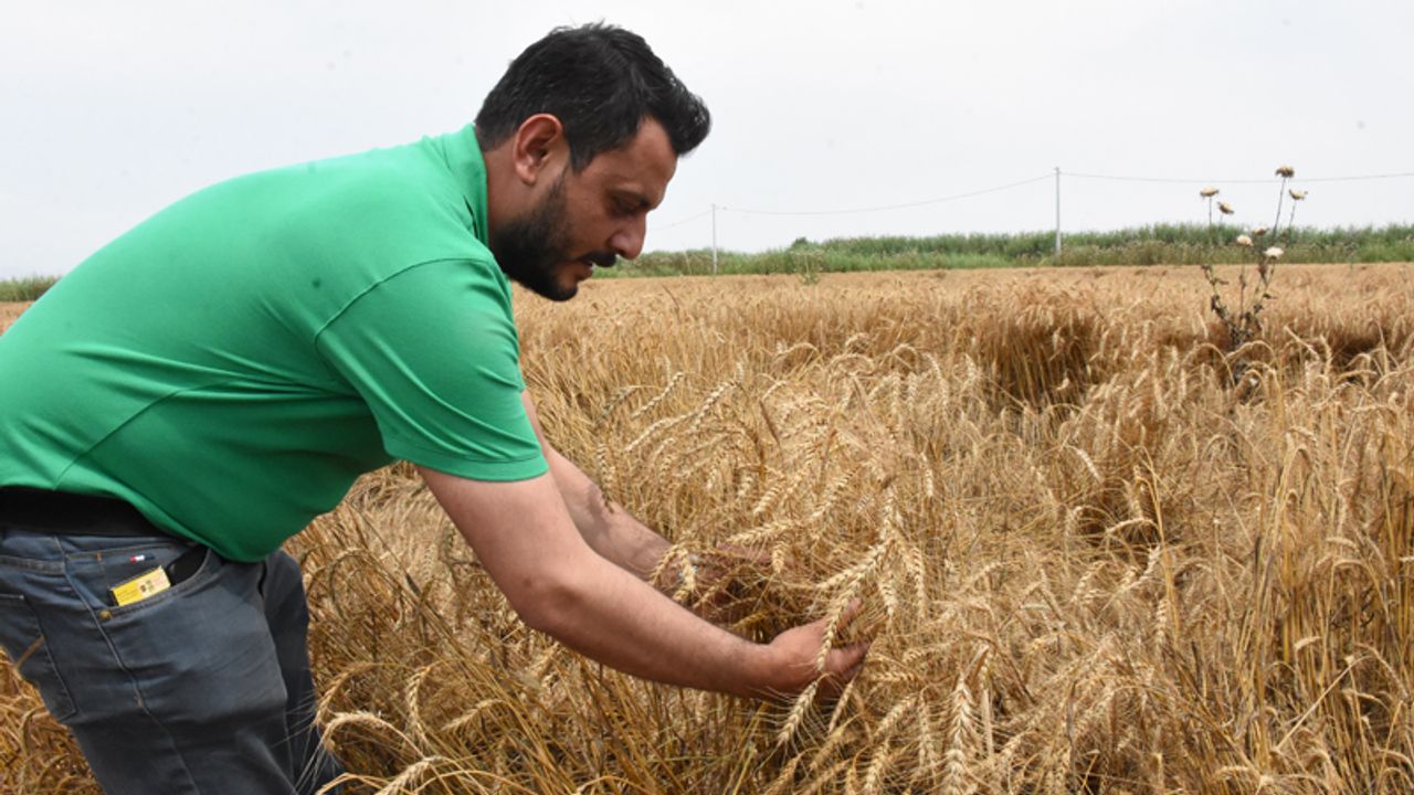 Germencikli üretici buğdayda yüksek rekolte bekliyor