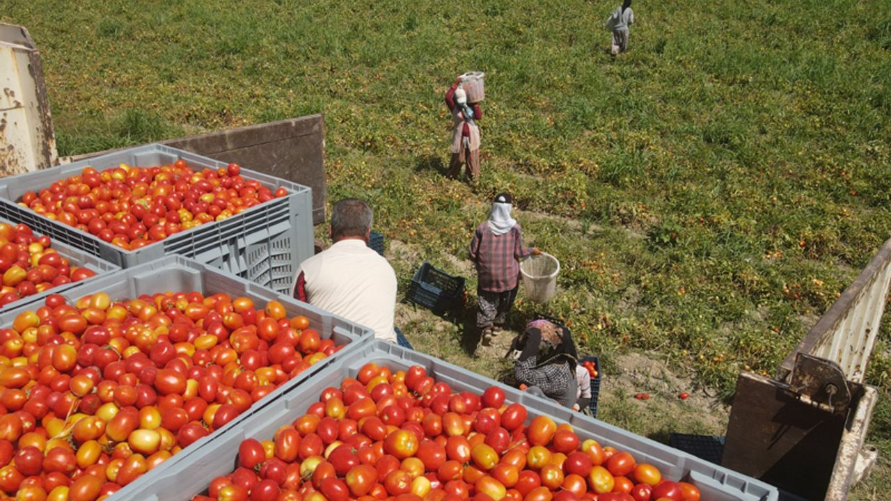 Efeler’in domatesleri hasat ediliyor
