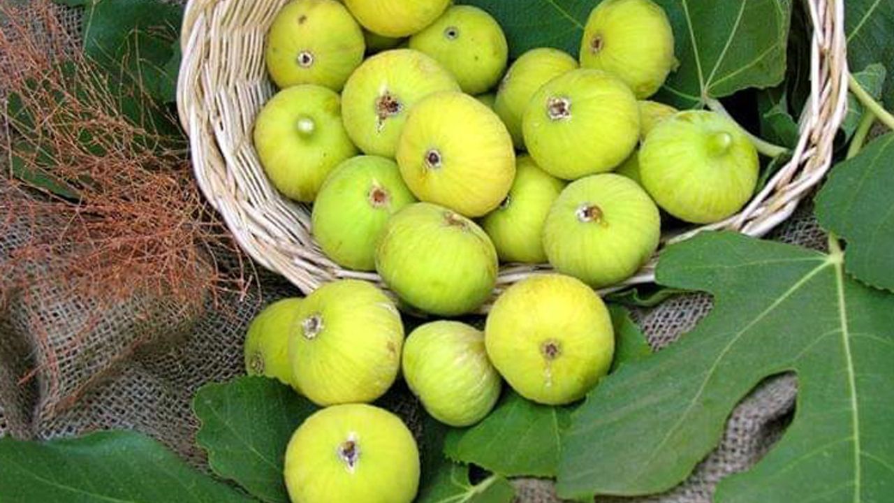 Aydın'da incir hasat ve ihracat tarihi belli oldu